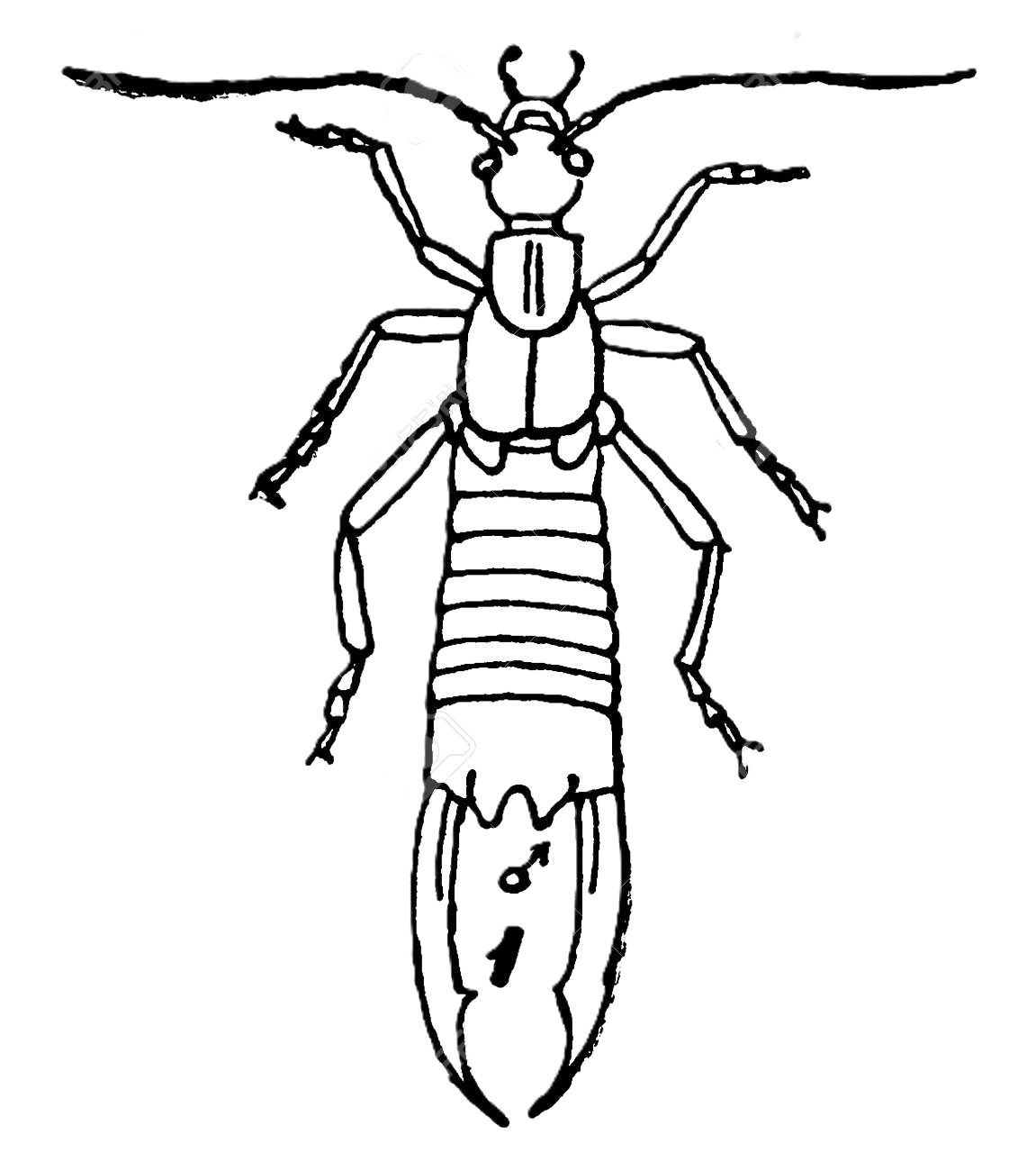 Earwig icon