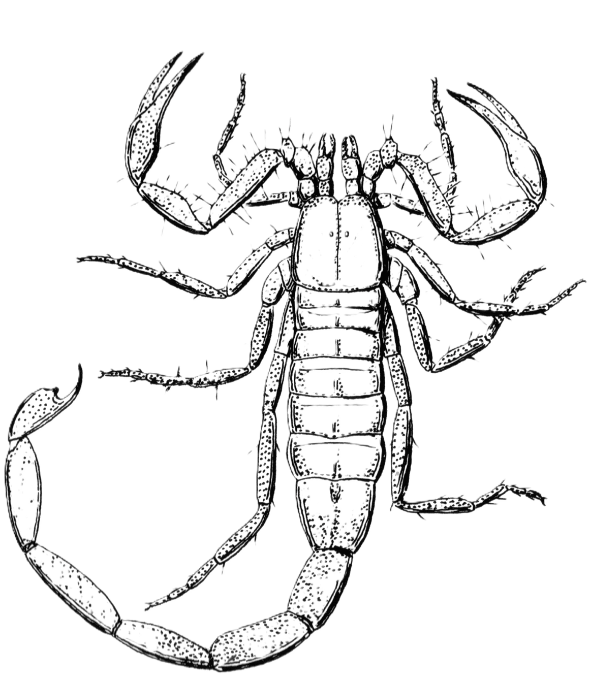 Scorpion icon